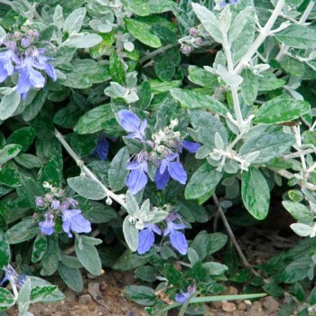 TEUCRIUM-FRUCTICANS-_montpellier_latte_sariviere