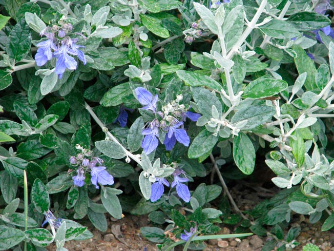 TEUCRIUM-FRUCTICANS-_montpellier_latte_sariviere