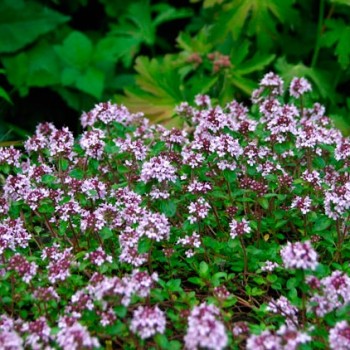 THYMUS-SERPYLLUM-_montpellier_latte_sariviere