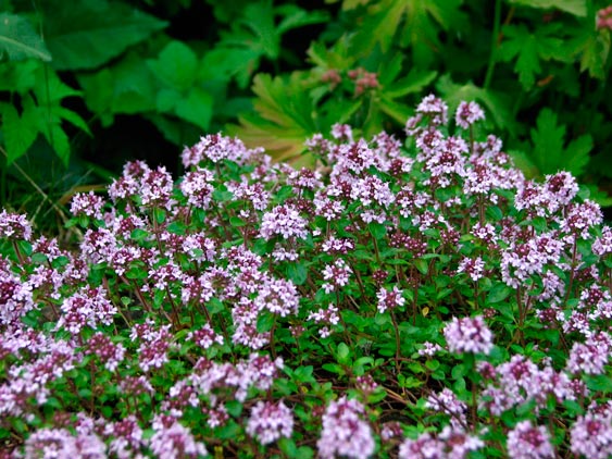 THYMUS-SERPYLLUM-_montpellier_latte_sariviere