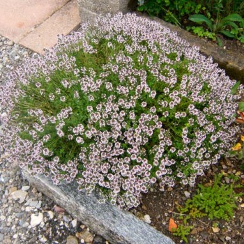 THYMUS-VULGARIS-_montpellier_latte_sariviere