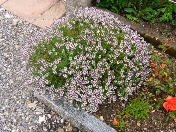 THYMUS-VULGARIS-_montpellier_latte_sariviere