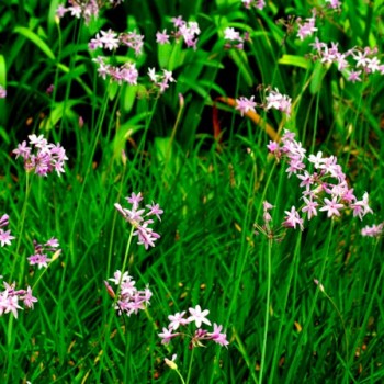 TULBAGHIA-VIOLACEA-_montpellier_latte_sariviere