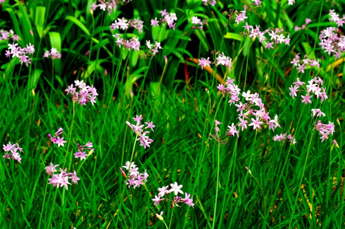 TULBAGHIA-VIOLACEA-_montpellier_latte_sariviere