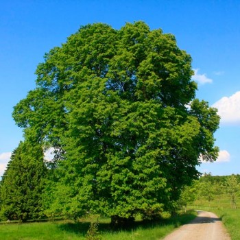 Tilia_platyphyllos_montpellier_latte_sariviere