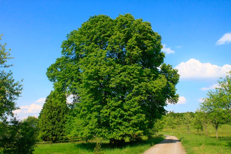 TILIA platyphyllos (Tilleul de Hollande)