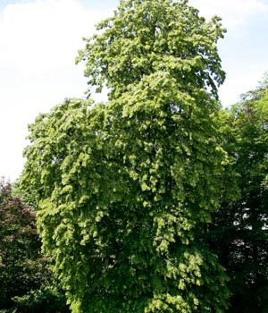 Tilia_tomentos_montpellier_latte_sariviere