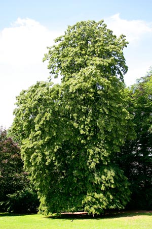 Tilia_tomentos_montpellier_latte_sariviere