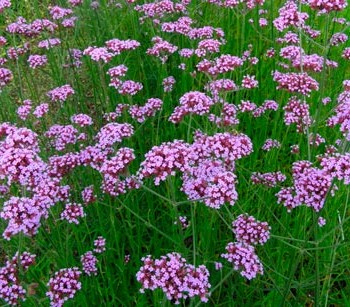 VERBENA-BONARIENSIS--_montpellier_latte_sariviere