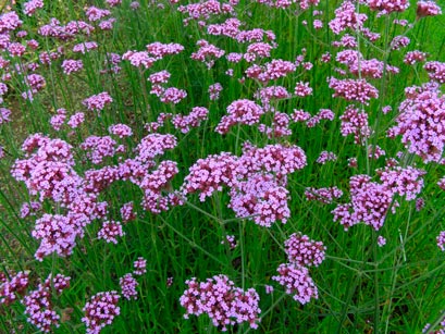 VERBENA-BONARIENSIS--_montpellier_latte_sariviere