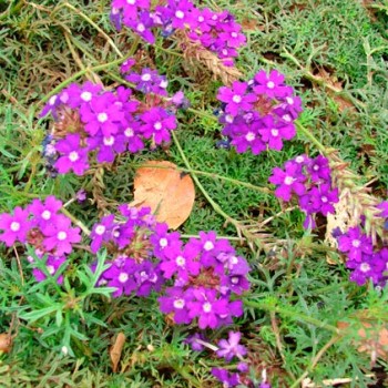 VERBENA-TENUISECTA-_montpellier_latte_sariviere