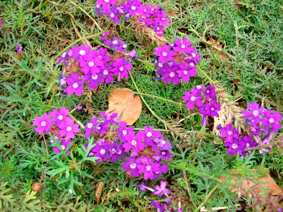 VERBENA-TENUISECTA-_montpellier_latte_sariviere