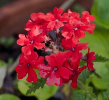 VERBENA-X-HYBRIDA--_montpellier_latte_sariviere