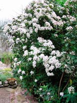 VIBURNUM-LUCIDUM-_montpellier_latte_sariviere