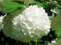 VIBURNUM-OPULUS-'ROSEUM'--_montpellier_latte_sariviere