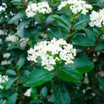 VIBURNUM-TINUS--_montpellier_latte_sariviere