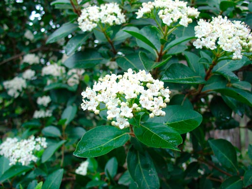 VIBURNUM-TINUS--_montpellier_latte_sariviere