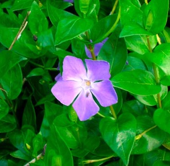 VINCA-MAJOR-_montpellier_latte_sariviere