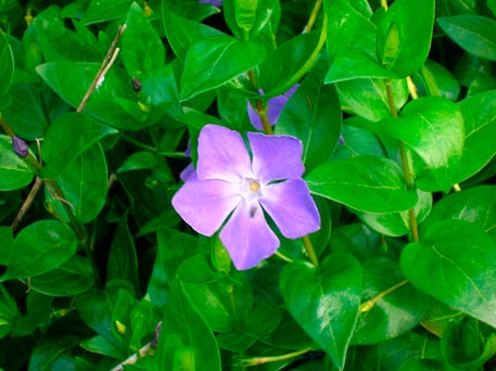 VINCA-MAJOR-_montpellier_latte_sariviere