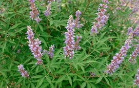 VITEX-AGNUS-CASTUS--_montpellier_latte_sariviere