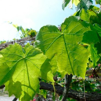 Vitis_vinifera_montpellier_latte_sariviere