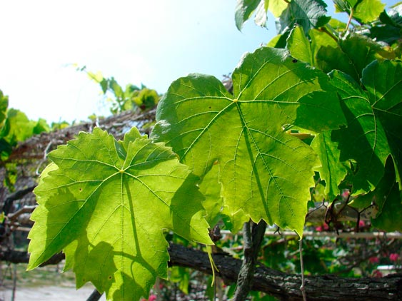 Vitis_vinifera_montpellier_latte_sariviere