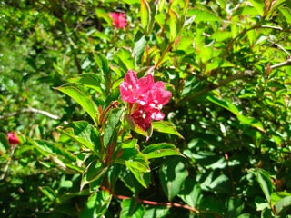 WEIGELIA-'BRISTOL-RUBY'-_montpellier_latte_sariviere