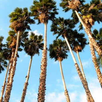 Washingtonia_robustamontpellier_latte_sariviere
