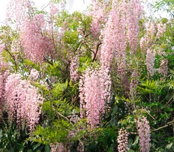 Wisteria_floribunda_montpellier_latte_sariviere