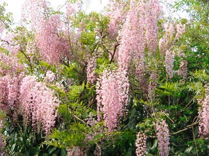 Wisteria_floribunda_montpellier_latte_sariviere