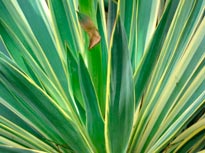 YUCCA_GLORIOSA_VARIEGATA_montpellier_latte_sariviere