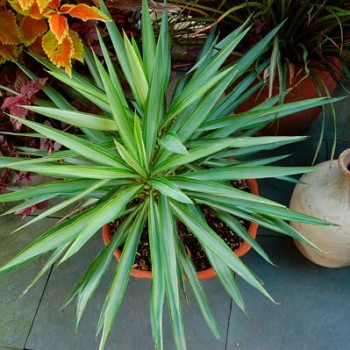 Yucca_aloifolia_montpellier_latte_sariviere