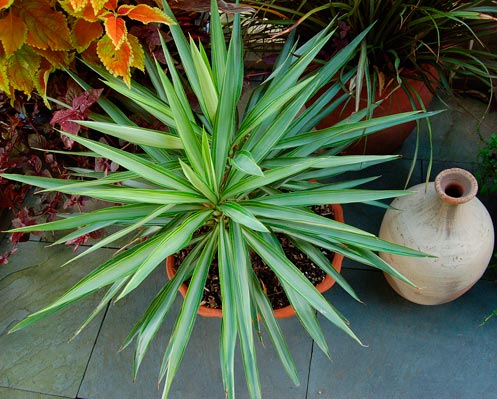 Yucca_aloifolia_montpellier_latte_sariviere