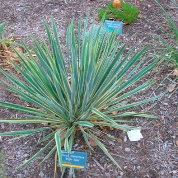 Yucca_filamentosa_montpellier_latte_sariviere