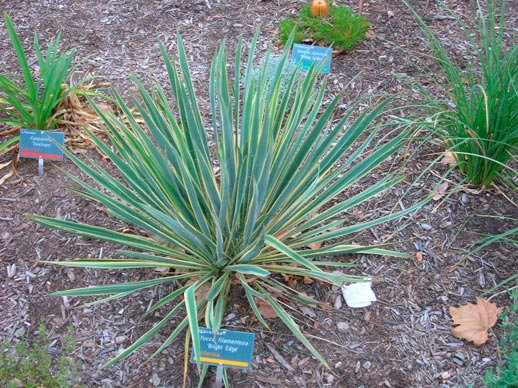 Yucca_filamentosa_montpellier_latte_sariviere