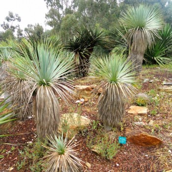 Yucca_rostrata_montpellier_latte_sariviere