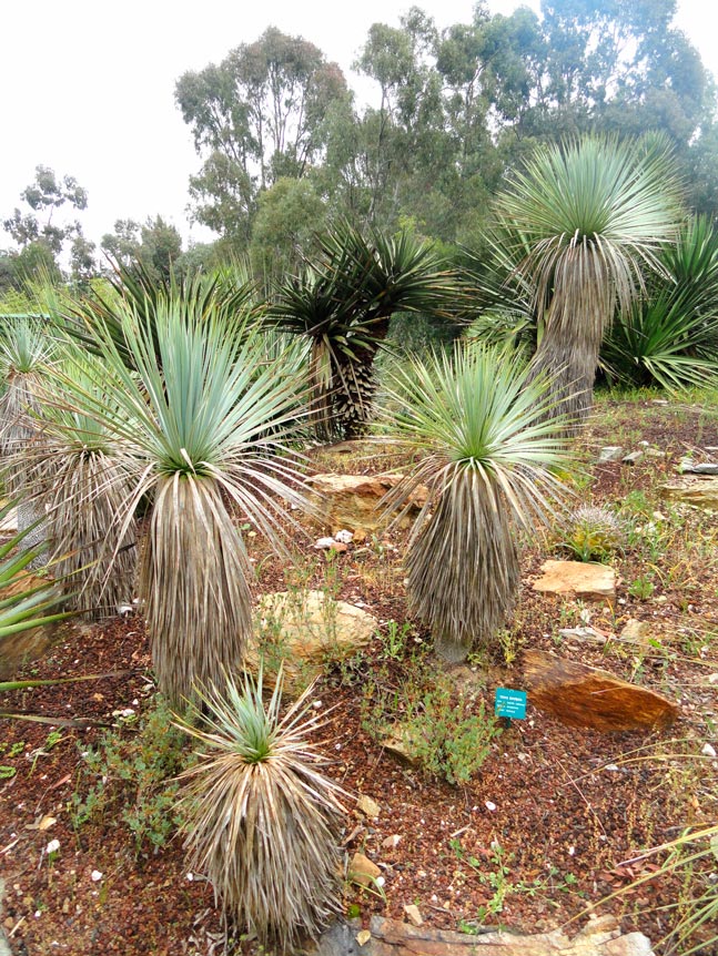 Yucca_rostrata_montpellier_latte_sariviere