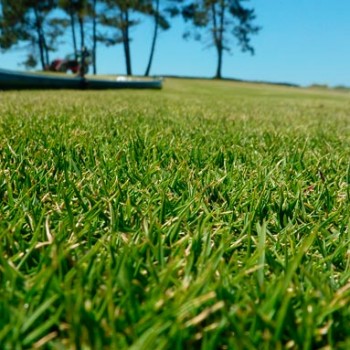 Zoysia_Tenuifolia_montpellier_latte_sariviere