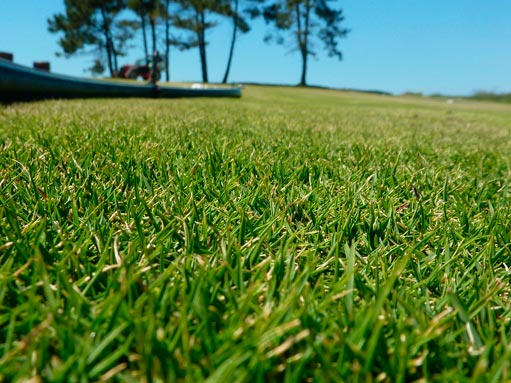 Zoysia_Tenuifolia_montpellier_latte_sariviere