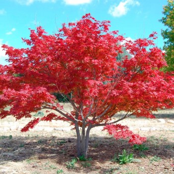 acer_palmatum_montpellier_latte_sariviere