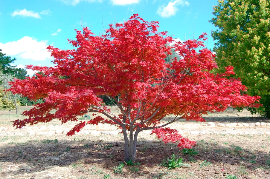 acer_palmatum_montpellier_latte_sariviere