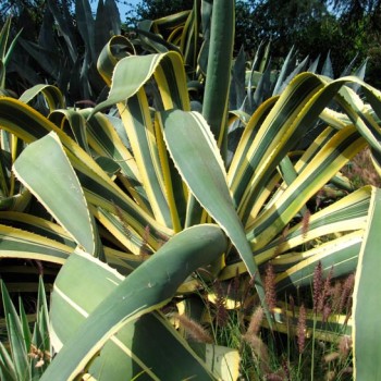 agave_variegated_montpellier_latte_sariviere