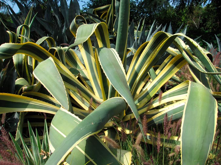 agave_variegated_montpellier_latte_sariviere