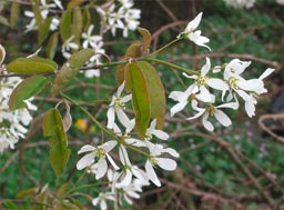 amelanchier_canadensis_montpellier_latte_sariviere