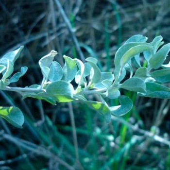 atriplex_halimus_montpellier_latte_sariviere