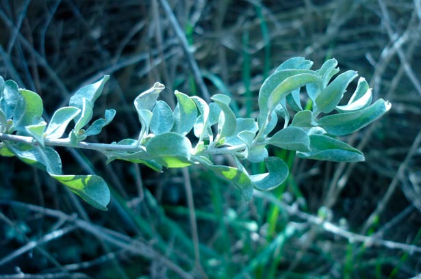 atriplex_halimus_montpellier_latte_sariviere