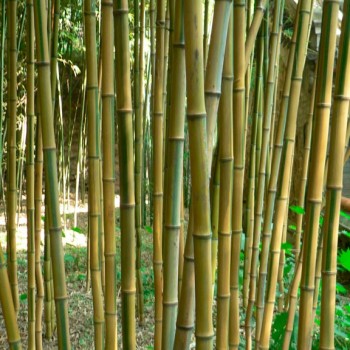 bambou_Phyllostachys_aureosulcata_montpeller_latte_sarivierelight