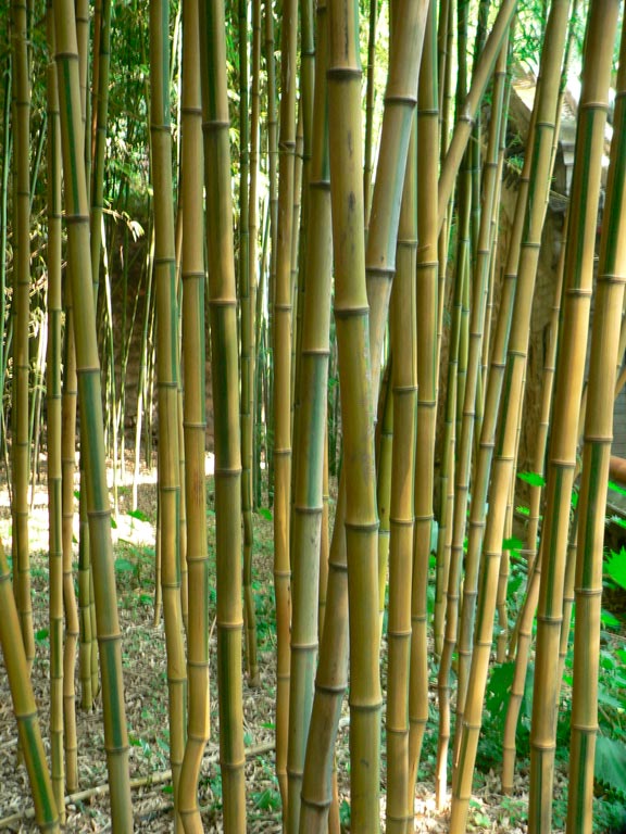 bambou_Phyllostachys_aureosulcata_montpeller_latte_sarivierelight