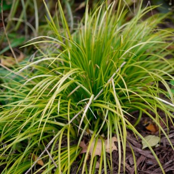 carex_morrowii_montpellier_latte_sariviere