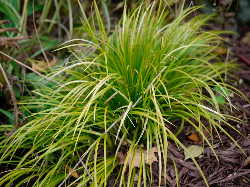 carex_morrowii_montpellier_latte_sariviere